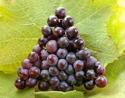 rijp druiven geïsoleerd Aan een groen blad foto