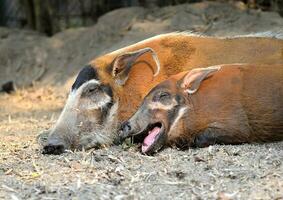 red river hog foto