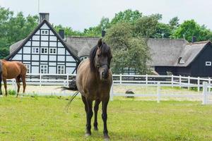 paarden in het voorjaarsveld