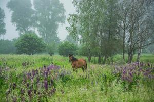 paarden in het voorjaarsveld