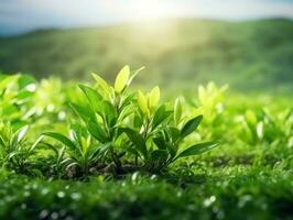 groen thee bladeren natuurlijk achtergrond foto