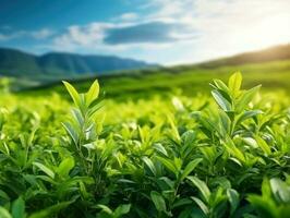 groen thee bladeren natuurlijk achtergrond foto