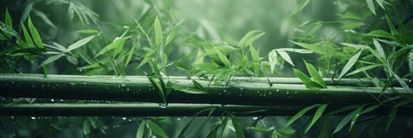 bamboe, groen bomen, bamboe, in de stijl van wazig beelden foto