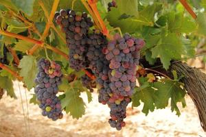 cluster van rauwe druiven hangend in een wijnstok, druivenstruik foto