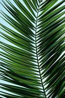 groene palmbladeren in de lente foto