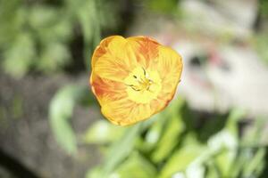 oranje bloem. tulp in tuin. zomer fabriek. foto