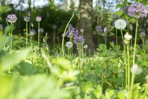 planten in tuin. groen in zomer. details van natuur. zomer vegetatie. foto