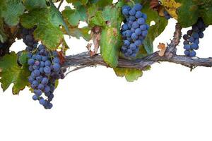 mooi weelderig wijn druiven en bladeren in de wijngaard grens geïsoleerd Aan een wit achtergrond. foto