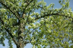 appel boom in de lente. appel bloeit. bladeren van boom. foto