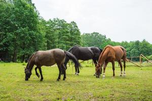 paarden in het voorjaarsveld