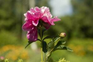 pioen in tuin. groot bloem. roze bloem in tuin. foto