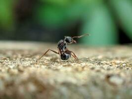 macro schot van zwart mieren Aan een ruw cement muur foto