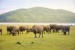 buffel buitenshuis boerderij met veld- natuur achtergrond foto