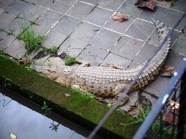 geel estuarium krokodil Aan een slapen cement verdieping , foto van bovenstaand