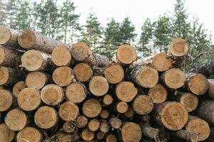 stapels van logboeken in de Woud. ontbossing. hout voorbereiding. loggen industrie foto