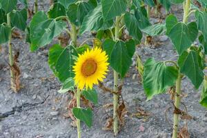 dichtbij omhoog van geel zonnebloem in de veld- foto