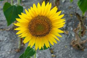 Super goed dichtbij omhoog bokeh van geel zonnebloem bloem in de veld- foto