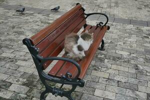 rood kat op zoek in de omgeving van buitenshuis , foto