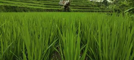 groen landschap terrassen van rijst- velden in Indonesië foto