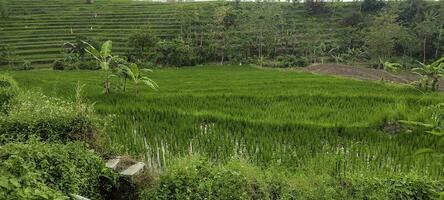 groen landschap terrassen van rijst- velden in Indonesië foto