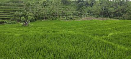 groen landschap terrassen van rijst- velden in Indonesië foto