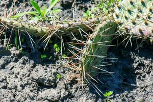 stekelig Peer cactus of opuntia humifusa in de tuin foto
