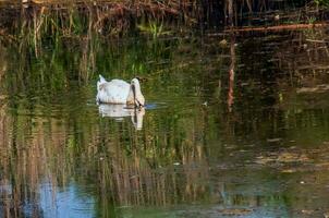 een mooi wit zwaan zwemt in de water. gedrag van een wild vogel in natuur. dier dieren in het wild behang achtergrond. foto