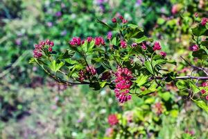 detailopname van een struik met kastanjebruin bladeren en rood bessen physocarpus opulifolius. foto