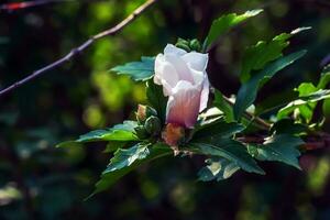 hibiscus syriacus mooi wit bloemen met bordeaux oog foto