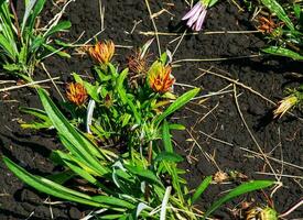 Gazania rigens soms gebeld schat bloem is een soorten van bloeiend fabriek in de familie asteraceae foto