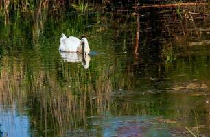 een mooi wit zwaan zwemt in de water. gedrag van een wild vogel in natuur. dier dieren in het wild behang achtergrond. foto