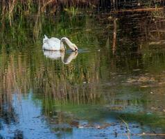 een mooi wit zwaan zwemt in de water. gedrag van een wild vogel in natuur. dier dieren in het wild behang achtergrond. foto