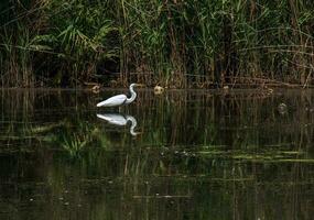 de Europese wild reiger feeds in een rivier- inlaat met riet. de vogel vangsten voedsel in de vijver. de wit gevederte van een reiger reflecterend in de water. foto