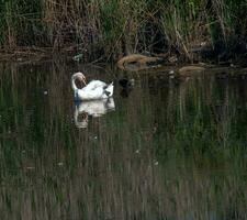 een mooi wit zwaan zwemt in de water. gedrag van een wild vogel in natuur. dier dieren in het wild behang achtergrond. foto