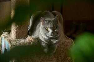 grappig schot van een Brits kat zittend Aan een kat huis, groen bladeren in de voorgrond uit van focus foto