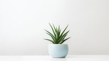 foto van agave in minimalistische pot net zo kamerplant voor huis decoratie geïsoleerd Aan wit achtergrond. generatief ai