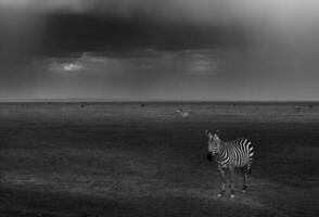 zebra's in de weiland foto