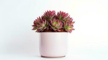 foto van sempervivum in minimalistische pot net zo kamerplant voor huis decoratie geïsoleerd Aan wit achtergrond. generatief ai