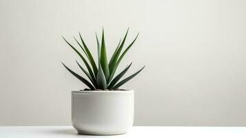 foto van agave in minimalistische pot net zo kamerplant voor huis decoratie geïsoleerd Aan wit achtergrond. generatief ai