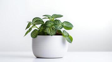 foto van fittonia in minimalistische pot net zo kamerplant voor huis decoratie geïsoleerd Aan wit achtergrond. generatief ai