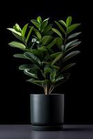 foto van zamioculcas zamiifolia in minimalistische pot net zo kamerplant voor huis decoratie geïsoleerd Aan wit achtergrond Aan zwart achtergrond. generatief ai