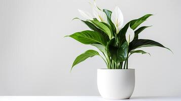 foto van vrede lelie in minimalistische pot net zo kamerplant voor huis decoratie geïsoleerd Aan wit achtergrond. generatief ai