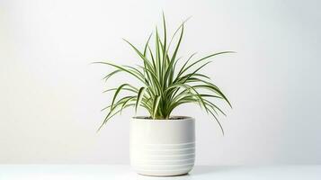 foto van spin fabriek in minimalistische pot net zo kamerplant voor huis decoratie. generatief ai
