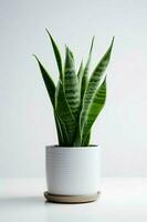 foto van sier- fabriek in minimalistische pot net zo kamerplant voor huis decoratie geïsoleerd Aan wit achtergrond. generatief ai