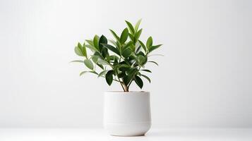 foto van zamioculcas zamiifolia in minimalistische pot net zo kamerplant voor huis decoratie geïsoleerd Aan wit achtergrond. generatief ai