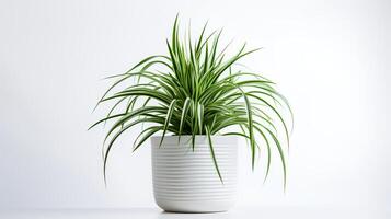 foto van spin fabriek in minimalistische pot net zo kamerplant voor huis decoratie geïsoleerd Aan wit achtergrond. generatief ai