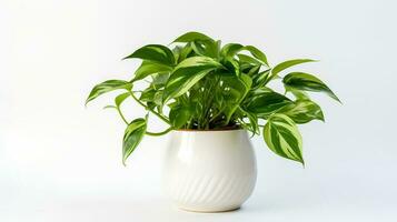 foto van epipremnum aureum in minimalistische pot net zo kamerplant voor huis decoratie geïsoleerd Aan wit achtergrond. generatief ai