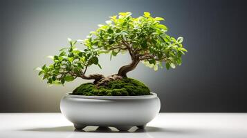 foto van bonsai in minimalistische pot net zo kamerplant voor huis decoratie geïsoleerd Aan wazig achtergrond. generatief ai