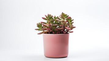 foto van sedum in minimalistische pot net zo kamerplant voor huis decoratie geïsoleerd Aan wit achtergrond. generatief ai