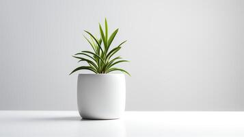 foto kamerplant in minimalistische pot voor huis decoratie. generatief ai